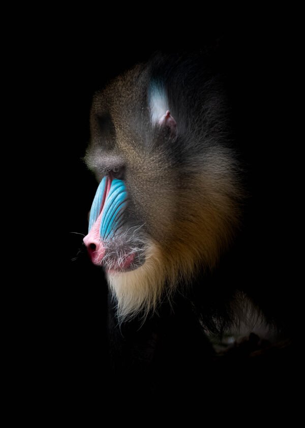 Portrait Mandrill  60X90 Piece unique