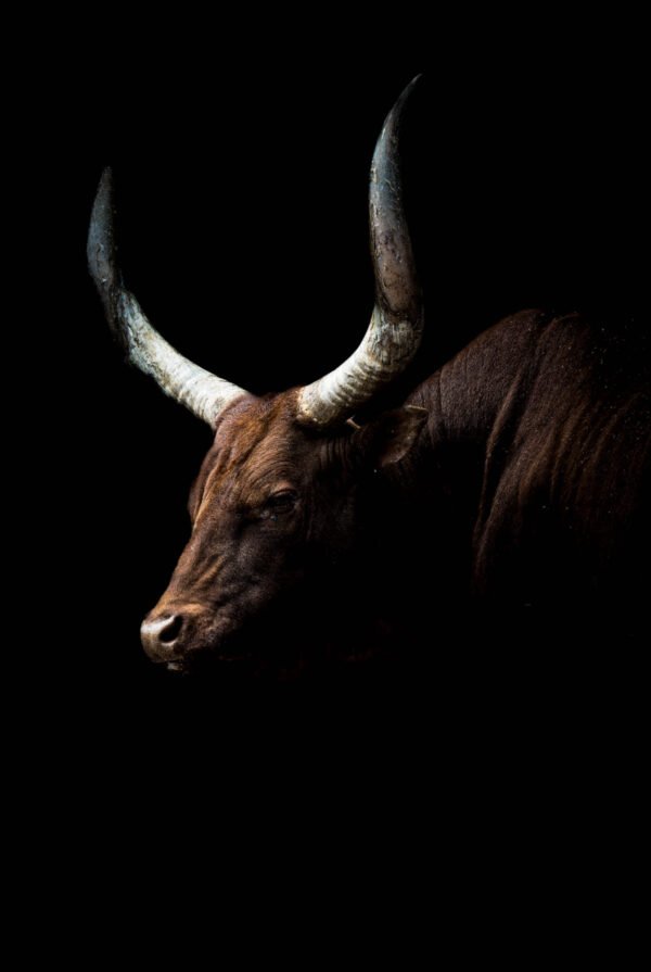 Portrait Watusi 40X50