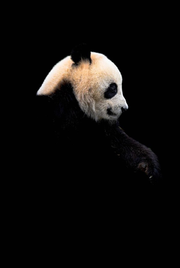 Portrait Panda  40X50