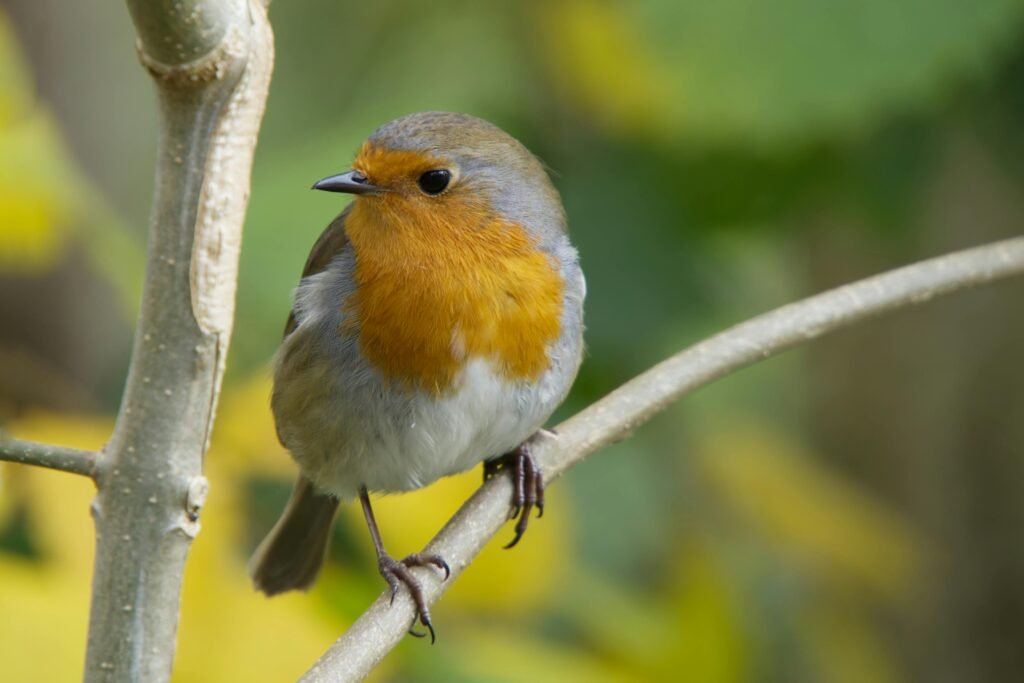A vibrant European robin perched gracefully on a branch.